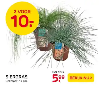 Praxis Siergras aanbieding