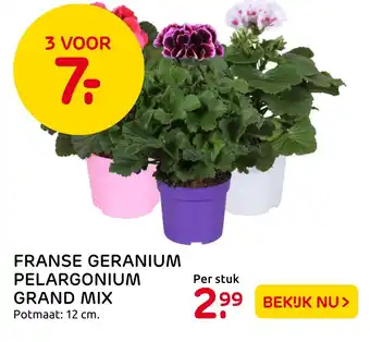 Praxis Franse Geranium Pelargonium Grand Mix aanbieding