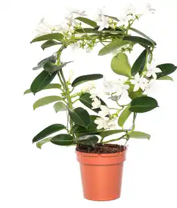 Intratuin Bruidsbloem boog (Stephanotis floribunda) D 12 H 45 cm aanbieding