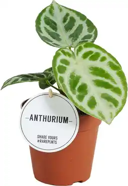 Intratuin Aderplant (Anthurium crystallinum 'Silver Blush') D 12 H 30 cm aanbieding
