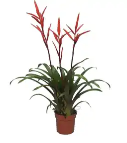 Intratuin Vriesea (Vriesea 'Elan') D 12 H 60 cm aanbieding