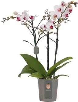 Intratuin Vlinderorchidee 3 tak (Phalaenopsis multiflora 'Red Lips') D 12 H 50 cm aanbieding