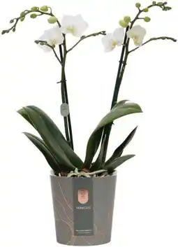 Intratuin Vlinderorchidee 2 tak (Phalaenopsis multiflora) wit D 12 H 50 cm aanbieding