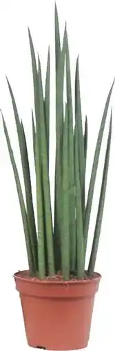 Intratuin Vrouwentong (Sansevieria bacularis 'Mikado') D 14 H 55 cm aanbieding