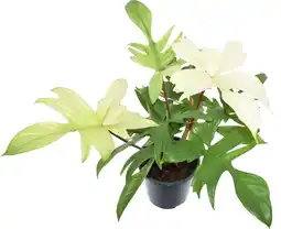 Intratuin Philodendron (Philodendron 'Florida Ghost') D 19 H 70 cm aanbieding