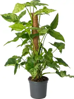 Intratuin Pijlblad (Syngonium 'Mottled Mojito') D 16 H 60 cm aanbieding