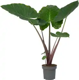 Intratuin Olifantsoor (Alocasia 'Imperial Red') D 32 H 150 cm aanbieding