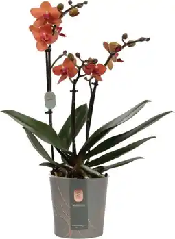 Intratuin Vlinderorchidee 3 tak (Phalaenopsis multiflora) oranje D 12 H 50 cm aanbieding