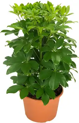 Intratuin Vingersboom (Schefflera arboricola 'Nora') D 21 H 55 cm aanbieding