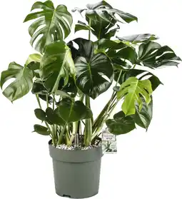 Intratuin Gatenplant (Monstera deliciosa) D 30 H 100 cm aanbieding