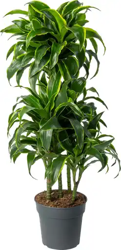 Intratuin Drakenbloedboom (Dracaena fragrans 'Dorado') D 24 H 110 cm aanbieding