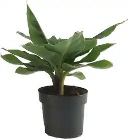 Intratuin Bananenplant (Musa 'Tropicana') D 17 H 50 cm aanbieding