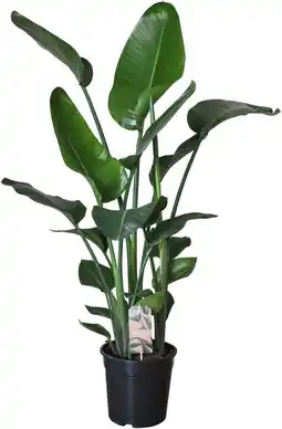 Intratuin Paradijsvogelplant (Strelitzia nicolai) D 24 H 110 cm aanbieding