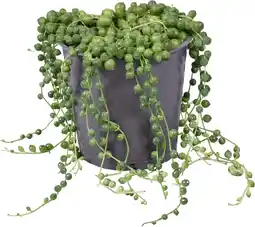 Intratuin Erwtenplant (Senecio rowleyanus) D 12 H 15 cm aanbieding