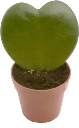 Intratuin Hartjesplant (Hoya kerrii) D 6 H 15 cm aanbieding