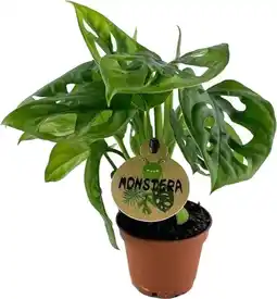 Intratuin Gatenplant (Monstera obliqua) D 6 H 20 cm aanbieding