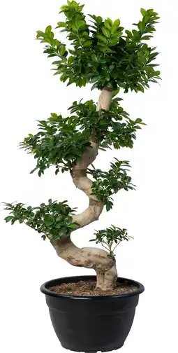 Intratuin Chinese vijg (Ficus microcarpa 'Ginseng') D 40 H 140 cm aanbieding
