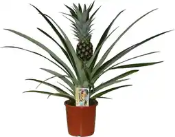 Intratuin Ananasplant (Bromelia ananas 'Champaca') D 14 H 60 cm aanbieding