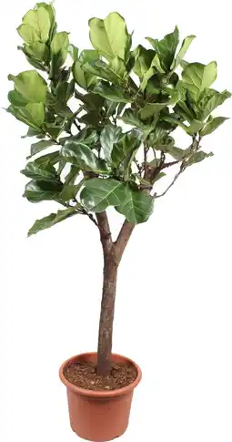 Intratuin Vioolbladplant op stam (Ficus lyrata) D 55 H 270 cm aanbieding