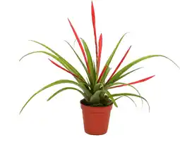 Intratuin Tillandsia (Tillandsia flabellata) D 5,5 H 20 cm aanbieding