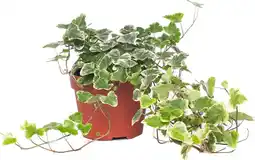 Intratuin Klimop (Hedera helix 'White Wonder') D 13 H 40 cm aanbieding