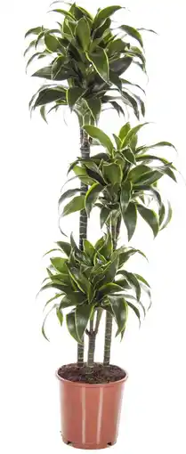 Intratuin Drakenbloedboom (Dracaena fragrans 'Dorado') D 24 H 130 cm aanbieding