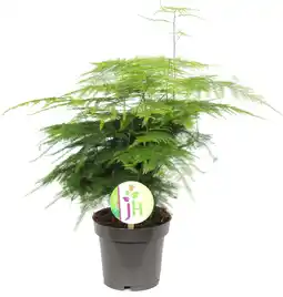 Intratuin Sierasperge (Asparagus plumosus) D 12 H 40 cm aanbieding