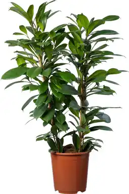 Intratuin Afrikaanse vijgenboom (Ficus cyathistipula) D 27 H 100 cm aanbieding