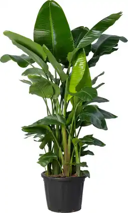 Intratuin Paradijsvogelplant (Strelitzia nicolai) D 45 H 200 cm aanbieding