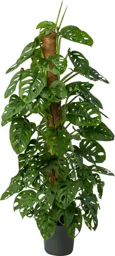 Intratuin Gatenplant (Monstera obliqua 'Monkey Mask') D 20 H 140 cm aanbieding