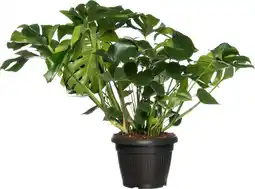 Intratuin Gatenplant (Monstera deliciosa) D 35 H 85 cm aanbieding