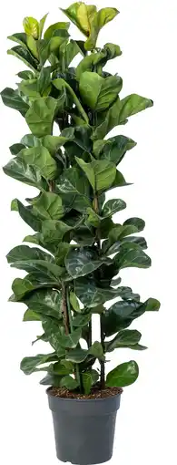 Intratuin Dwerg vioolbladplant (Ficus lyrata 'Bambino') D 30 H 150 cm aanbieding