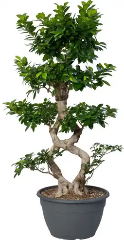 Intratuin Chinese vijg (Ficus microcarpa 'Ginseng') D 35 H 115 cm aanbieding