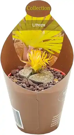 Intratuin levende stenen (Lithops) D 6,5 H 8 cm aanbieding