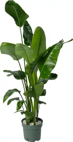 Intratuin Beautanic Lifestyle Paradijsvogelplant (Strelitzia nicolai) D 30 H 160 cm aanbieding