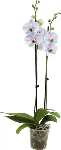 Intratuin Vlinderorchidee 2 tak (Phalaenopsis multiflora 'Royal Bubblegum') D 12 H 55 cm aanbieding