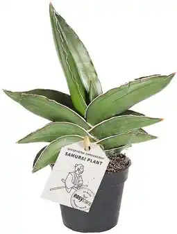 Intratuin Vrouwentong (Sansevieria 'Samurai Dwarf') D 6 H 20 cm aanbieding