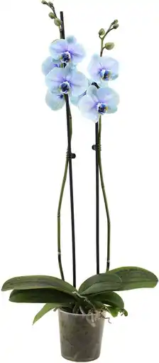 Intratuin Vlinderorchidee 2 tak (Phalaenopsis multiflora 'Royal Lagoon') D 12 H 55 cm aanbieding