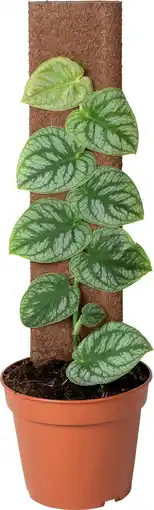 Intratuin Vlakke Gatenplant op duurzame klimstok (Monstera dubia) D 14 H 46 cm aanbieding