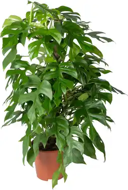 Intratuin Gatenplant op duurzame klimstok (Monstera minima) D 19 H 70 cm aanbieding