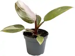 Intratuin Philodendron (Philodendron 'Pink Princess') D 6 H 15 cm aanbieding