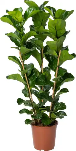 Intratuin Vioolbladplant (Ficus lyrata 'Bambino') D 27 H 100 cm aanbieding