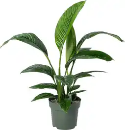 Intratuin Beautanic Lifestyle Lepelplant (Spatiphyllum 'Sensation') D 30 H 110 cm aanbieding