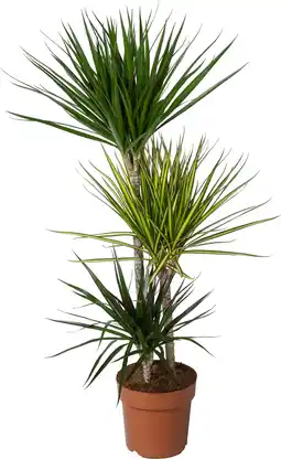Intratuin Drakenbloedboom (Dracaena marginata 'Carnaval') D 21 H 115 cm aanbieding