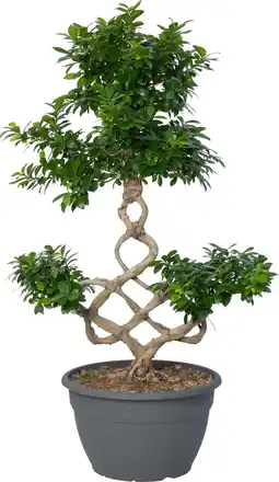 Intratuin Chinese vijg (Ficus microcarpa 'Ginseng') D 35 H 110 cm aanbieding