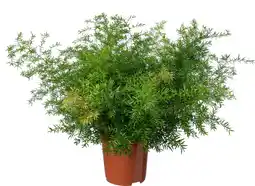 Intratuin Sierasperge (Asparagus densiflorus 'Cwebe') D 21 H 50 cm aanbieding