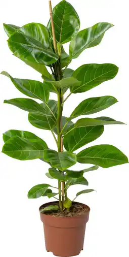 Intratuin Rubberboom (Ficus altissima 'Yellow Jam') D 21 H 100 cm aanbieding