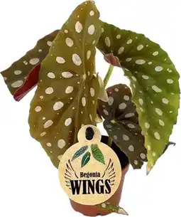 Intratuin Stippenbegonia (Begonia maculata) D 6 H 20 cm aanbieding
