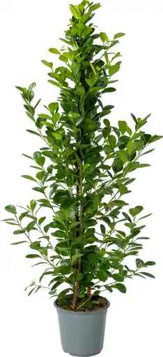 Intratuin Vijgenboom (Ficus microcarpa 'Moclame') D 24 H 135 cm aanbieding