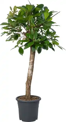 Intratuin Afrikaanse vijgenboom (Ficus cyathistipula) D 32 H 140 cm aanbieding
